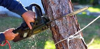 Sunnyvale, CA Tree Care Company