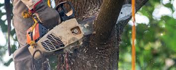 Best Aeration Services  in Sunnyvale, CA