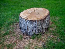 How Our Tree Care Process Works  in  Sunnyvale, CA