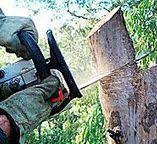 Best Stump Grinding and Removal  in Sunnyvale, CA
