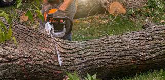 Best Tree Removal  in Sunnyvale, CA