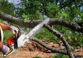 Best Leaf Removal  in Sunnyvale, CA