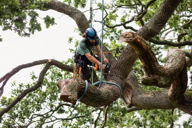 Best Palm Tree Trimming  in Sunnyvale, CA