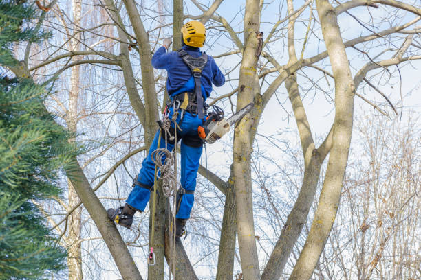 Best Utility Line Clearance  in Sunnyvale, CA