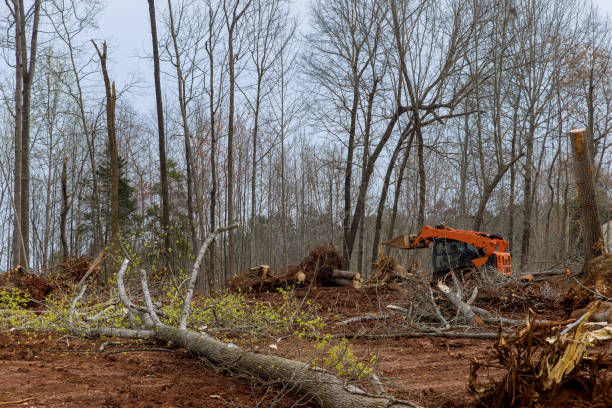 Best Arborist Consultation Services  in Sunnyvale, CA
