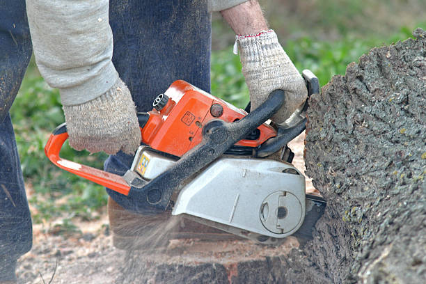 Best Tree Preservation Services  in Sunnyvale, CA