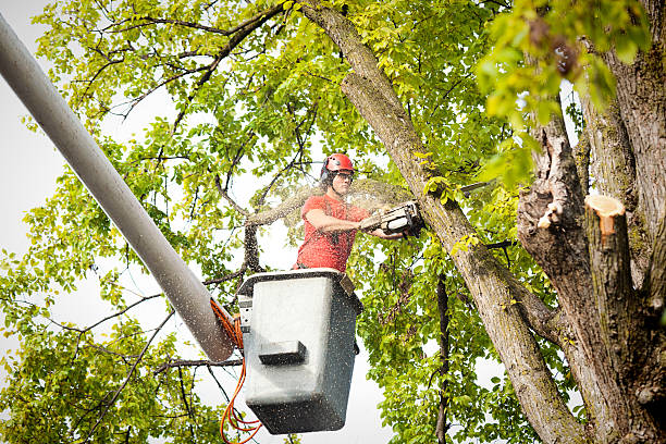 Best Fruit Tree Pruning  in Sunnyvale, CA