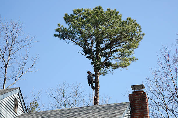 Best Tree Maintenance Programs  in Sunnyvale, CA