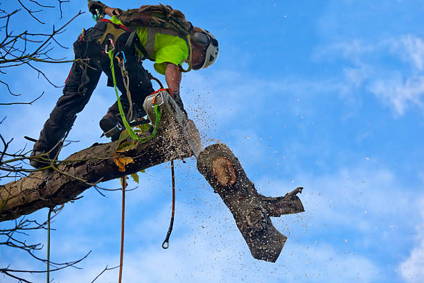 Best Hedge Trimming  in Sunnyvale, CA