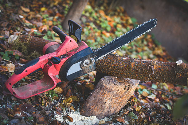 Best Lawn Dethatching  in Sunnyvale, CA