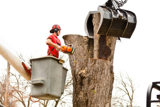 Best Seasonal Cleanup (Spring/Fall)  in Sunnyvale, CA